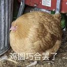 加坦杰厄的头像-VAM®克苏恩资源社区